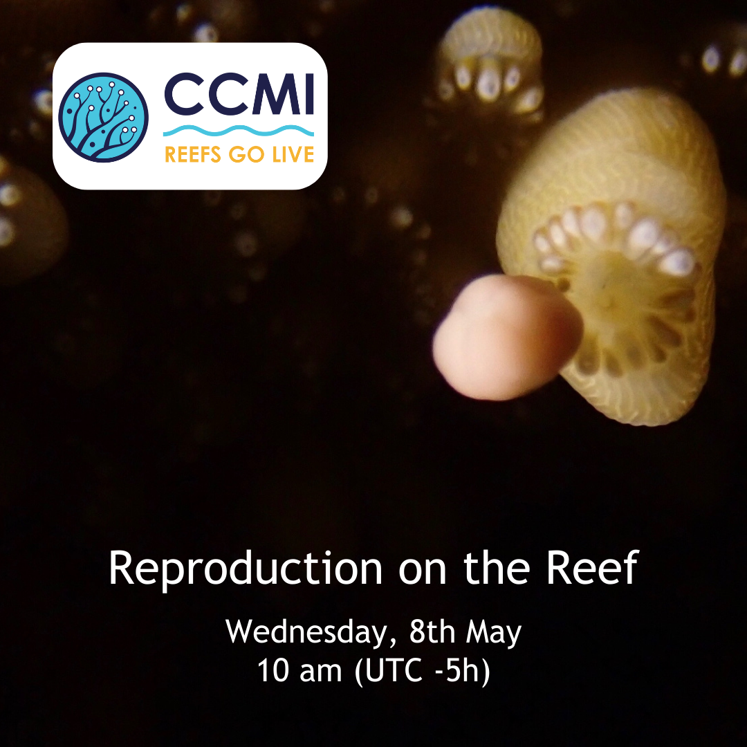 CCMI Reefs Go Live virtual live dive broadcast